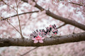 Baby Cherry Blossom Dragon