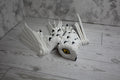 Snow Owl