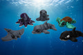 Sea Pack Hatchling